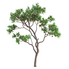 Isolated lush green tree
