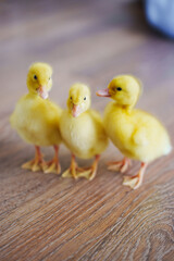Three adorable yellow ducklings explore a wooden floor in a cozy setting
