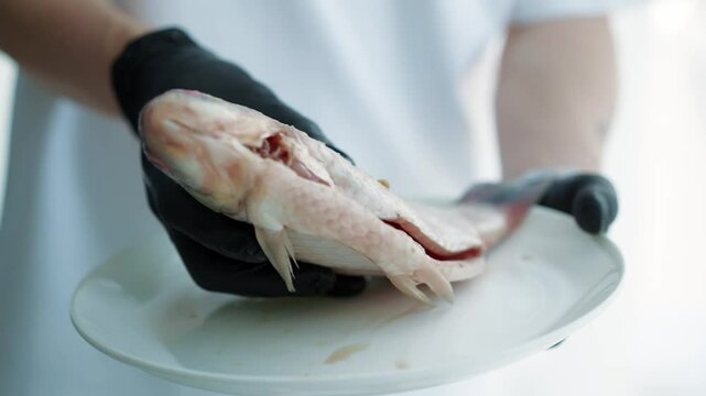 Dead cleaned fish on a white plate.
Chef in gloves holds dead fish before grilling.
Close-up of cleaned carp in hands