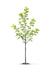 Obraz premium Young Sapling on White Background - A single young tree, delicate leaves, growth, nature, springtime. Symbolizing new beginnings, hope, growth, resilience, and the environment