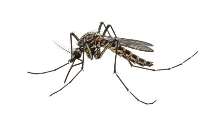 Isolated Mosquito