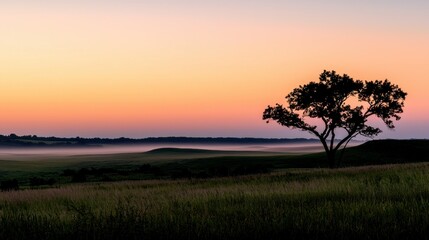 Obraz premium A solitary tree silhouetted at dusk on a grassy landscape