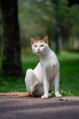 Cat sitting on the ground in the park
