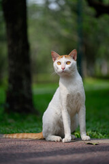 Cat sitting on the ground in the park
