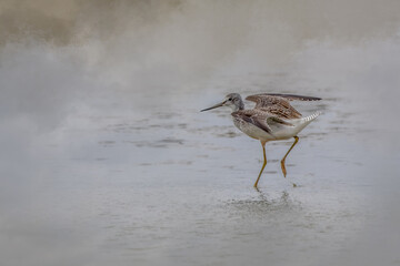 Sandpiper Shorebird in Shallow Foggy Water at Sunrise