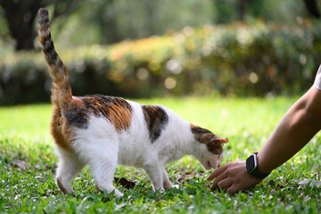 Cat eating in the grass