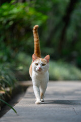 Cat walks in the park