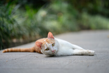 Outdoors, cat on the ground