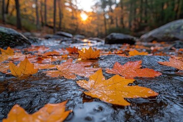 Autumn leaves float on a calm stream, sunlight filters through the trees