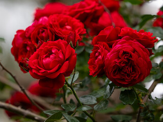 beautiful red roses in garden