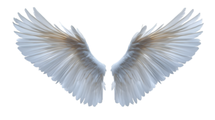 angel wings isolated on white