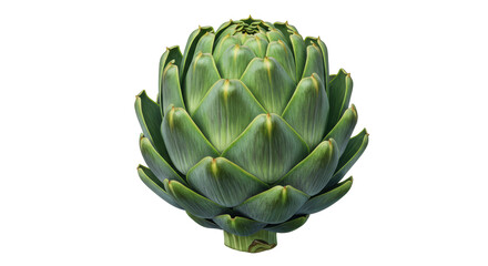 Isolated Fresh Green Artichoke