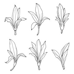 minimalist banana blossom illustration natural food art