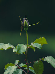 a beautiful rose bud in nature