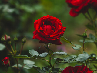 Fototapeta premium beautiful red rose in the nature