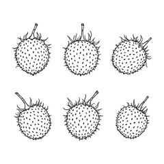 Minimalist botanical drawing of lychee fruit branch