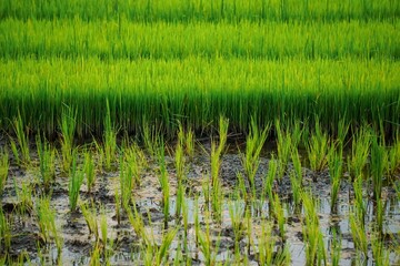 Newly planted rice seedlings spreading their roots in the rice fields.