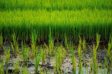 Young rice plants are growing in the well-watered rice paddies.