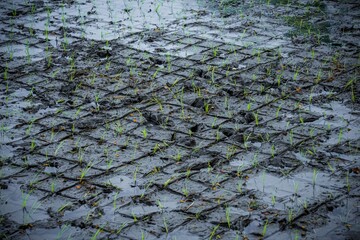 Freshly planted rice seedlings nestled in the muddy rice field, marked with a grid pattern.
