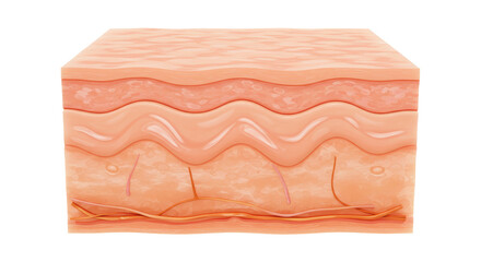 Isolated Skin Anatomy