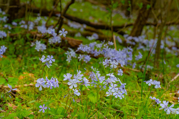 A clearing of wild blue phlox in the forest in the Great Smoky Mountains, North Carolina