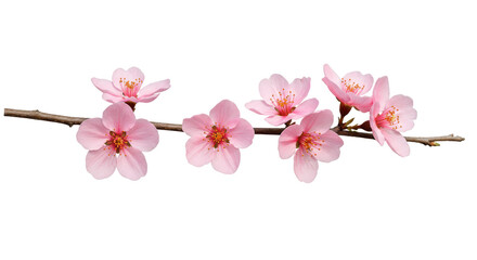 Isolated Cherry Blossom Branch