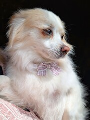A fluffy white dog with a pink plaid bow looking to the side, sitting in warm natural light. Elegant portrait with dark background. Pet concept, tenderness, calm.