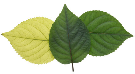 Isolated Three Hydrangea Leaves