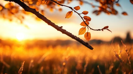 A beautiful branch with autumnal leaves at sunset time