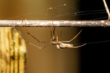 Tetragnatha spec. parasitée par une larve dans son abdomen