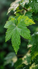 Closeup fresh green maple leaf after rain