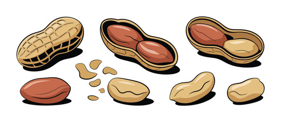 Cartoon Peanuts in Shells and Shelled Peanuts Illustration