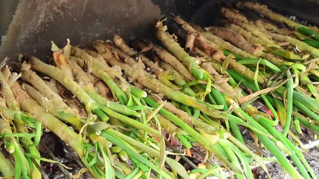 Calcots grilling over fiery embers, showcasing traditional catalan culinary heritage with vibrant spring onions charring on barbecue grate
