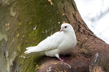 Pigeon biset mâle leucique blanc aux yeux noirs dans un arbre