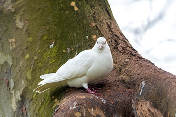 Pigeon biset mâle leucique blanc aux yeux noirs dans un arbre
