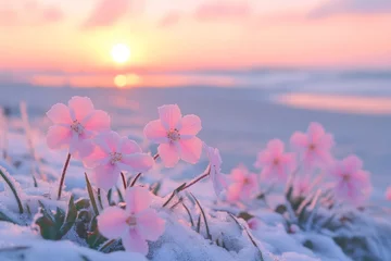 Pink flowers in snow at sunrise
