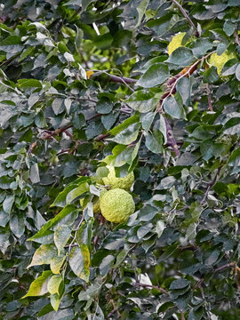 Zweige einer Bitterorange, Citrus &times; aurantium L., mit mehreren unreifen Fr&uuml;chten