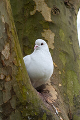 Pigeon biset mâle leucique blanc aux yeux noirs dans un arbre