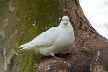 Pigeon biset mâle leucique blanc aux yeux noirs dans un arbre