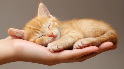 Small orange kitten in hand