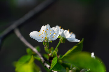 Beautiful delicate flowers have blossomed on the fruit trees.