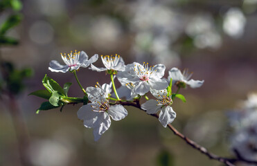 Beautiful delicate flowers have blossomed on the fruit trees.