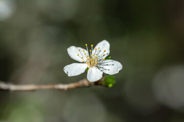 Beautiful delicate flowers have blossomed on the fruit trees.