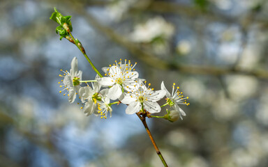 Beautiful delicate flowers have blossomed on the fruit trees.