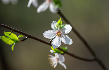 Beautiful delicate flowers have blossomed on the fruit trees.