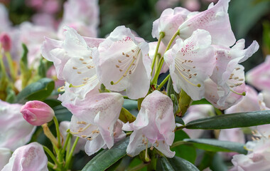 Beautiful and delicate azalea flowers decorated the bushes of the plant.