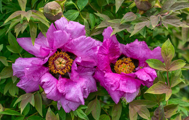 A bush of tree peony with large and beautiful flowers.