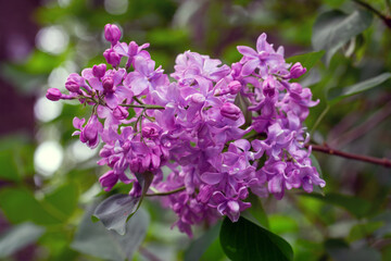 Lilacs are blooming in the park. The clusters of flowers are pleasing to the eye. The scent of blooming lilacs spreads around.