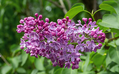 Lilacs are blooming in the park. The clusters of flowers are pleasing to the eye. The scent of blooming lilacs spreads around.