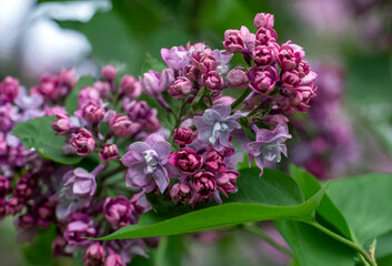 Lilacs are blooming in the park. The clusters of flowers are pleasing to the eye. The scent of blooming lilacs spreads around.